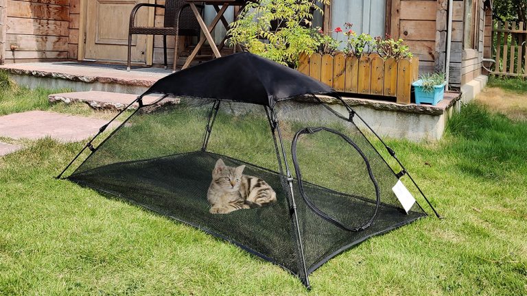 8 Best Cat Tents for Indoors in 2025