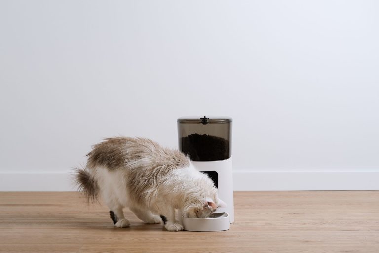 8 Best Automatic Cat Feeders in 2025