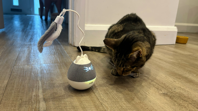 8 Best Automatic Cat Toys in 2025