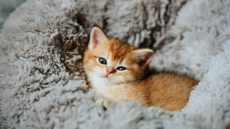 8 Best Cat Beds for Kittens in 2025