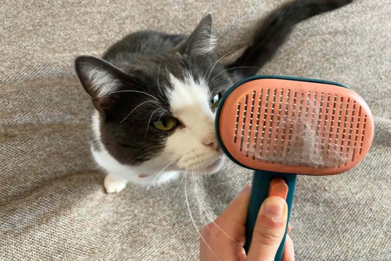 8 Best Cat Brushes for Shedding in 2025