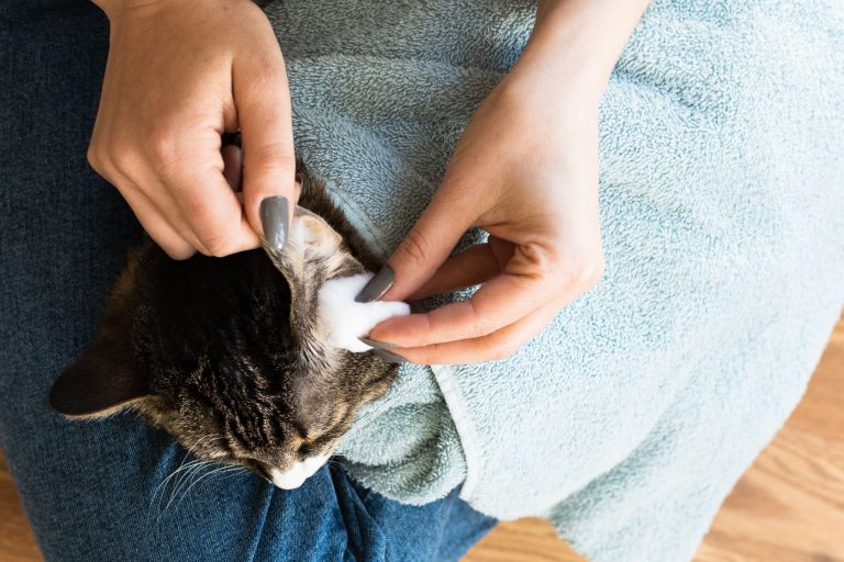 8 Best Cat Ear Cleaners in 2025