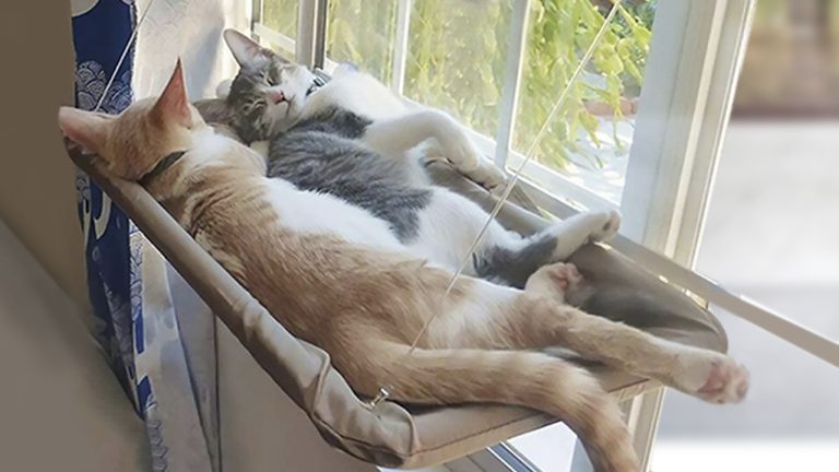 8 Best Cat Hammocks for Windows in 2025