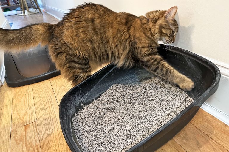 5 Best Cat Litter for Odor Control in 2025