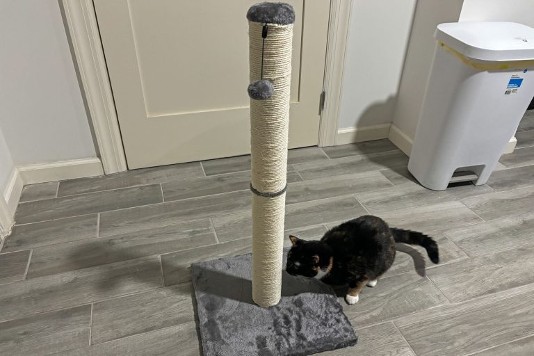 8 Best Cat Scratching Posts in 2025