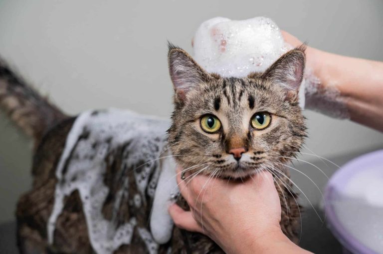 8 Best Cat Shampoos for Sensitive Skin in 2025