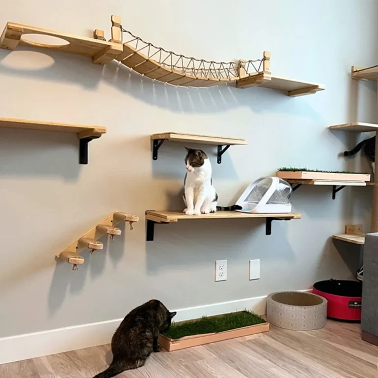 8 Best Cat Shelves for Walls in 2025