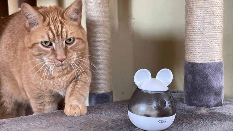 8 Best Cat Treat Dispensers in 2025
