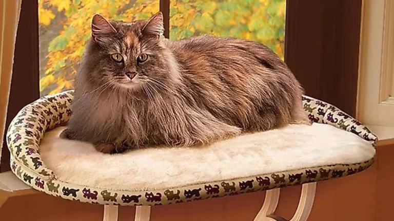 8 Best Cat Window Perches in 2025
