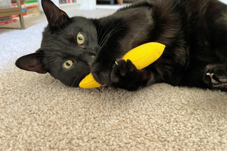 8 Best Catnip Toys for Cats in 2025