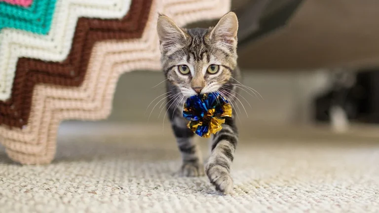 8 Best Chew Toys for Kittens in 2025