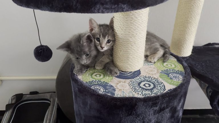 8 Best Climbing Toys for Cats in 2025