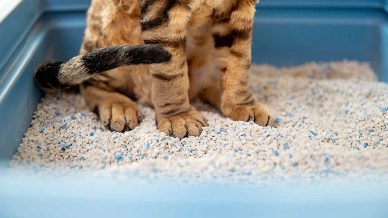 8 Best Clumping Cat Litter in 2025