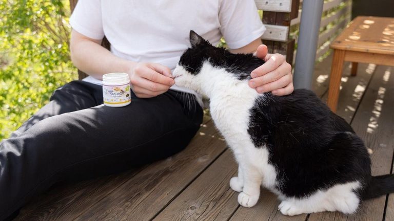 8 Best Dental Chews for Cats in 2025