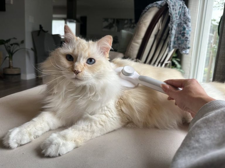 8 Best Deshedding Tools for Cats in 2025