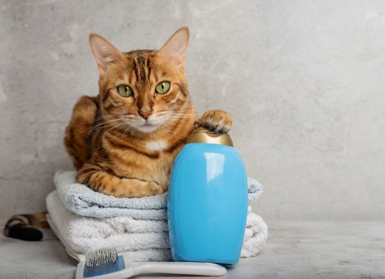 8 Best Dry Shampoos for Cats in 2025