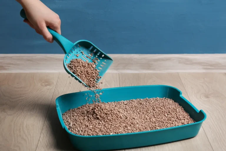 8 Best Dust Free Cat Litter in 2025