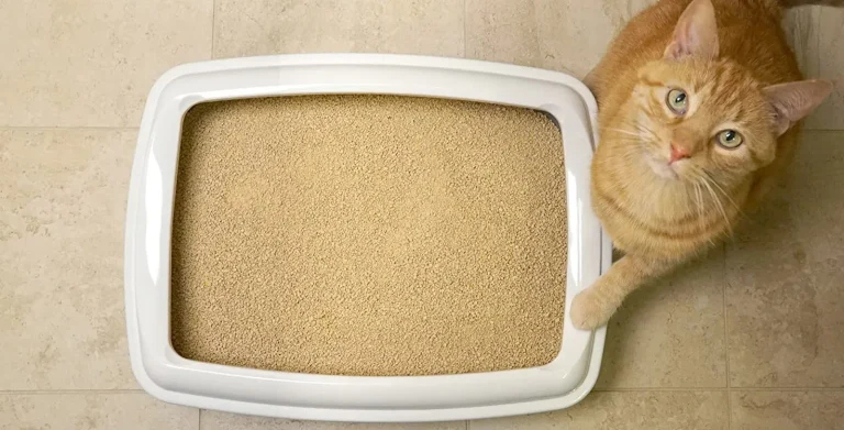 8 Best Eco Friendly Cat Litter in 2025
