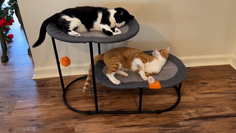 8 Best Elevated Cat Beds in 2025