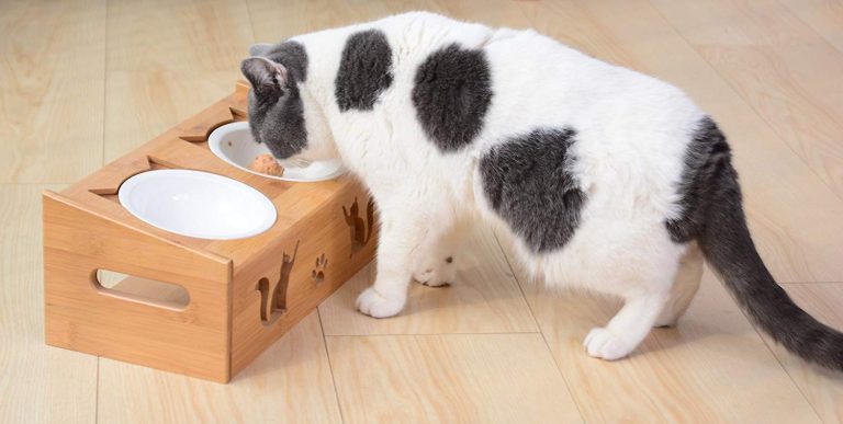 8 Best Elevated Cat Feeders in 2025