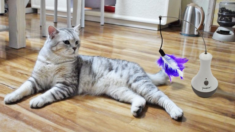 8 Best Feather Toys for Cats in 2025