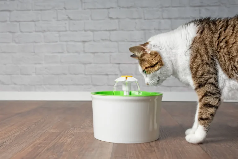 8 Best Filtered Cat Water Fountains in 2025
