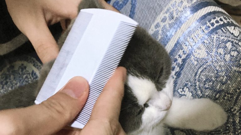 8 Best Flea Combs for Cats in 2025