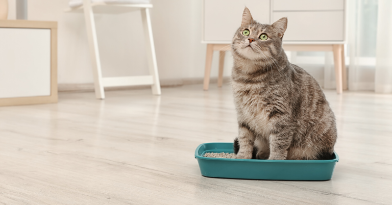 8 Best Flushable Cat Litter in 2025