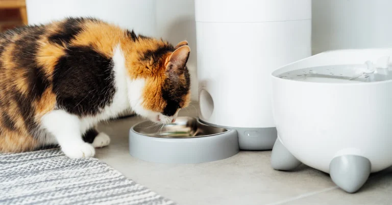 8 Best Gravity Cat Feeders in 2025