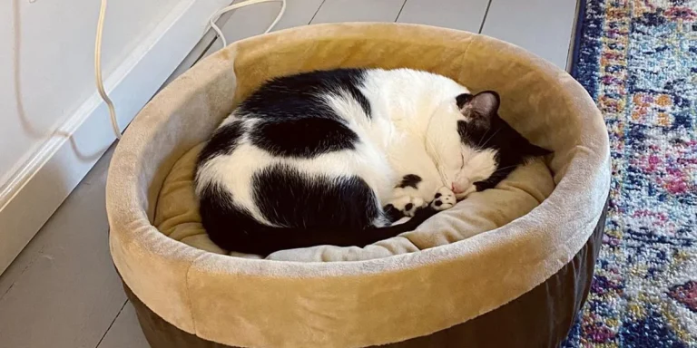 8 Best Heated Cat Beds in 2025