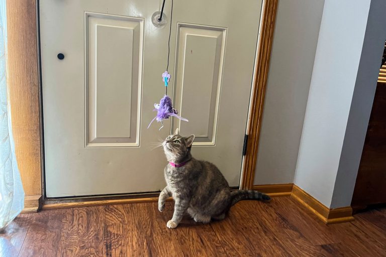8 Best Interactive Cat Toys in 2025