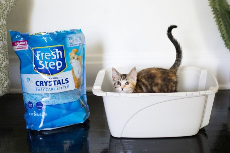 8 Best Lightweight Cat Litter in 2025