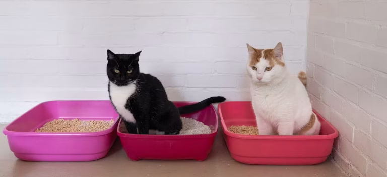8 Best Multi Cat Litter in 2025