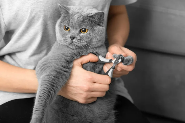 8 Best Nail Clippers for Cats in 2025
