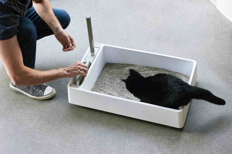 8 Best Non Clumping Cat Litter in 2025