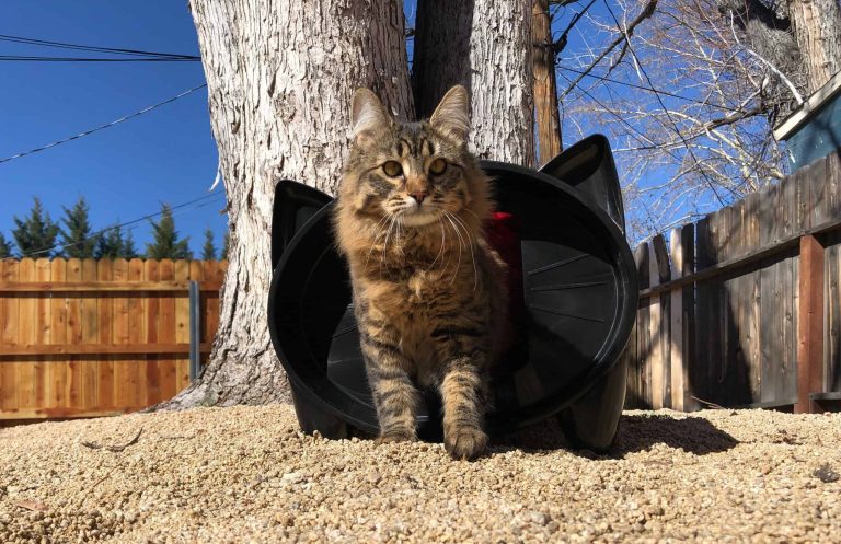 8 Best Outdoor Cat Shelters in 2025
