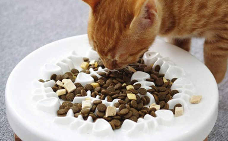 8 Best Slow Feeder Cat Bowls in 2025