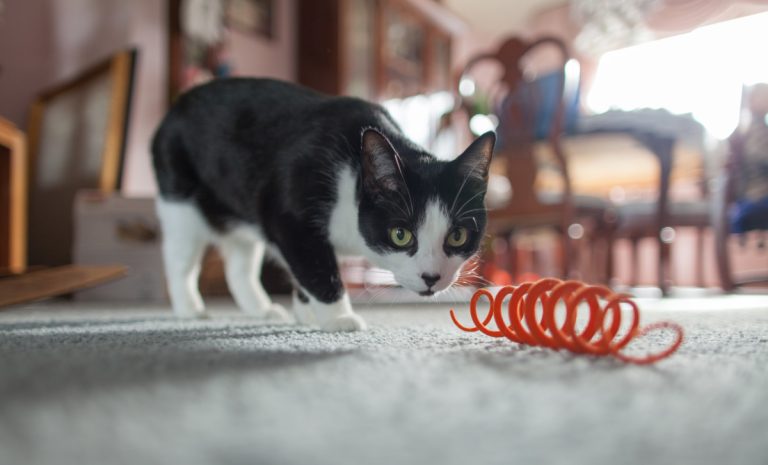 8 Best Spring Toys for Cats in 2025