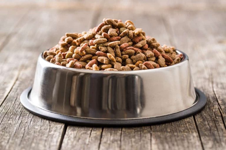 8 Best Stainless Steel Cat Bowls in 2025