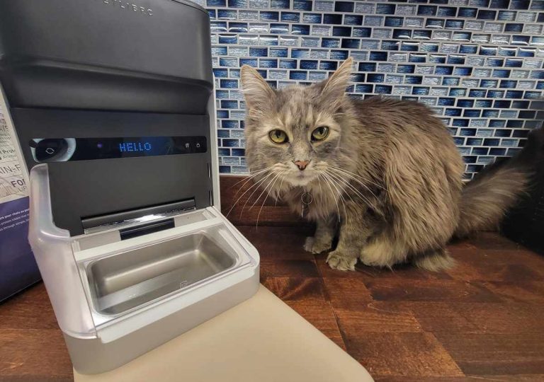 8 Best Timed Cat Feeders in 2025