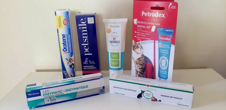 8 Best Toothpaste for Cats in 2025