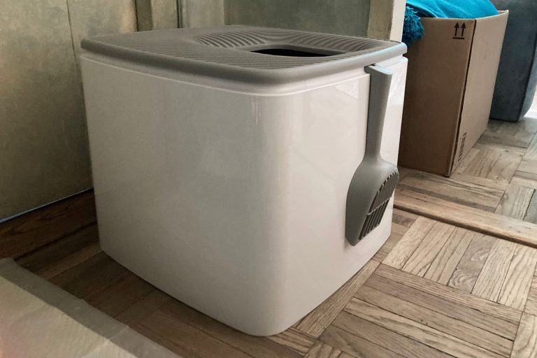 8 Best Top Entry Litter Boxes in 2025
