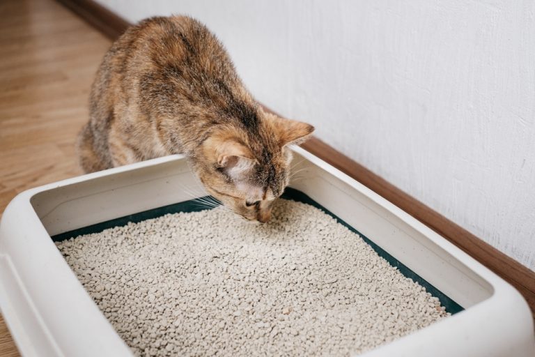 8 Best Unscented Cat Litter in 2025