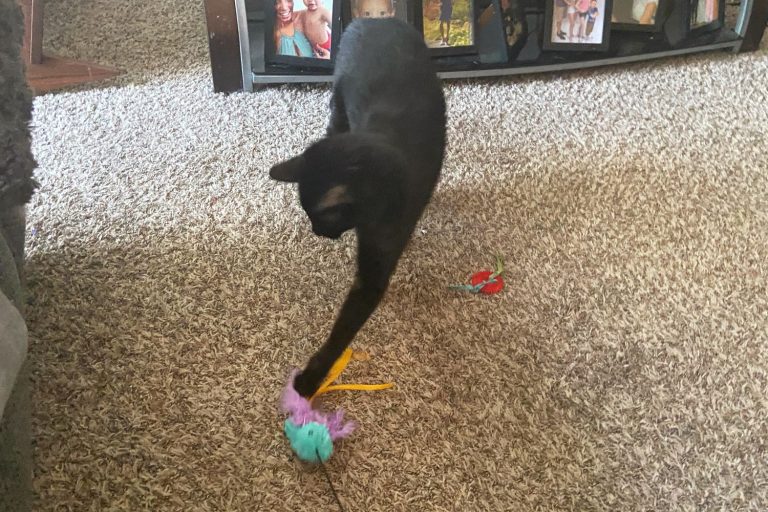 8 Best Wand Toys for Cats in 2025