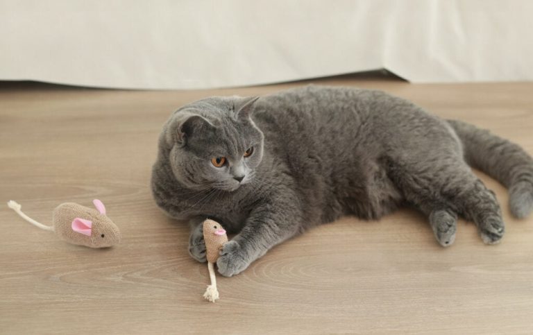 8 Best Electronic Cat Toys in 2025